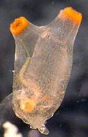 Photograph of a tunicate (sea squirt)