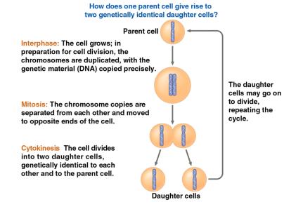 Diagram of cell cycle showing interphase, mitosis, and cytokinesis