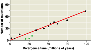 Graph showing molecular clock: number of mutations vs. divergence time