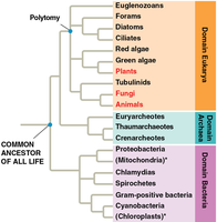 Tree of life showing three domains and major groups