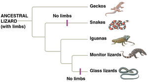 Phylogenetic tree showing limb loss in lizards and snakes