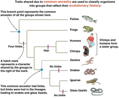 Phylogenetic tree showing shared ancestral and derived characters