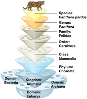 Hierarchical classification of Panthera pardus
