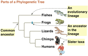 Parts of a phylogenetic tree