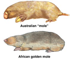 Australian mole and African golden mole as an example of analogy