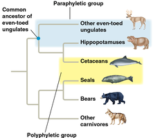 Phylogenetic tree showing paraphyletic and polyphyletic groups