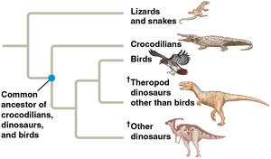Phylogenetic tree showing relationships among crocodilians, birds, and dinosaurs