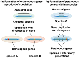 Formation of orthologous and paralogous genes
