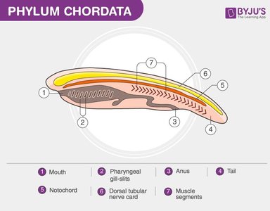 Diagram of a chordate showing mouth, pharyngeal gill-slits, anus, tail, notochord, dorsal tubular nerve cord, muscle segments