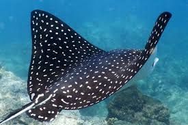 Spotted eagle ray, a cartilaginous fish