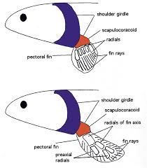 Diagram comparing ray-finned and lobe-finned fish fins