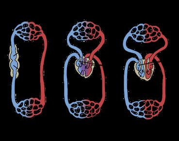 Diagram showing 2, 3, and 4 chambered hearts