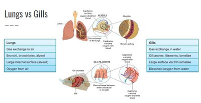 Comparison of lungs and gills, showing structure and function