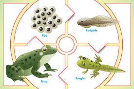Life cycle of a frog: egg, tadpole, froglet, adult