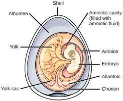 Diagram of an amniotic egg showing membranes and structures