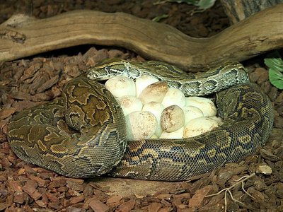 Snake coiled around eggs, example of reptilian reproduction