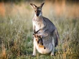 Kangaroo with joey in pouch, example of marsupial reproduction
