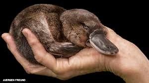 Platypus, an egg-laying monotreme