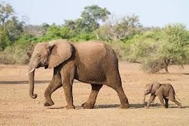 Elephant and calf, example of placental mammal