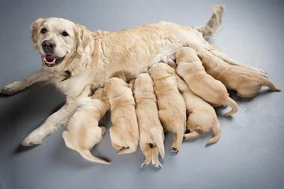 Dog nursing puppies, showing mammary glands