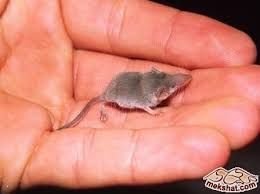 Tiny shrew in hand, example of mammalian diversity