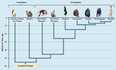 Primate evolutionary tree showing prosimians and anthropoids