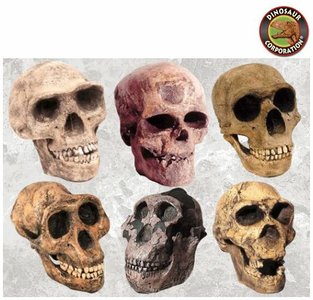 Fossil hominin skulls showing evolutionary changes