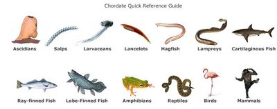 Chordate quick reference guide showing representative members of each group