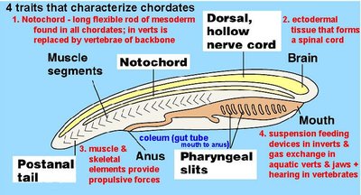 Diagram labeling the four main traits of chordates