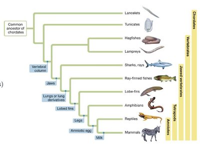 Phylogenetic tree showing the evolutionary relationships among chordates and vertebrates