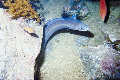 Hagfish in a marine environment