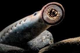Close-up of a lamprey's mouth
