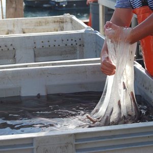 Hagfish slime being handled