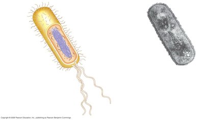 Structure of a typical rod-shaped bacterium and TEM image of Bacillus coagulans