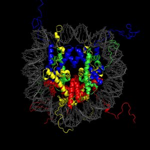 Nucleosome structure with histone proteins and DNA