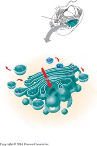 Golgi apparatus structure and vesicle trafficking