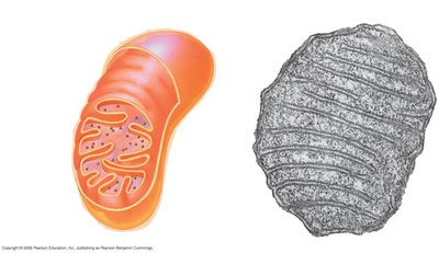 Structure of mitochondria and chloroplasts