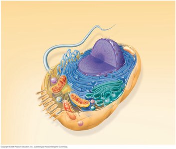 Diagram of an animal cell with labeled organelles