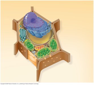Diagram of a plant cell with labeled organelles