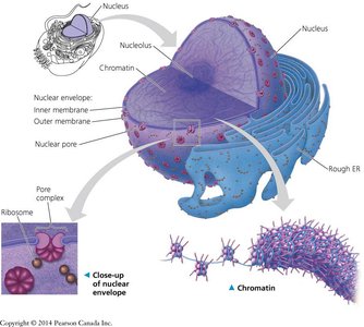 Structure of the nucleus, nuclear envelope, and chromatin