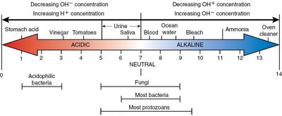 pH scale with examples of acidic and alkaline substances