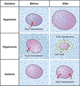 Effects of hypotonic, hypertonic, and isotonic solutions on cells