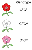 Genotypen van veldbloemen: rood, wit, roze