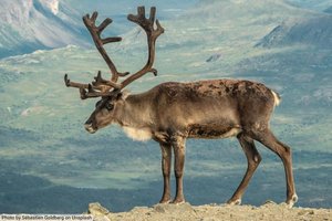 Kaart van overlappende gebieden van twee caribou-kuddes