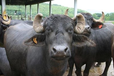 Water buffalo