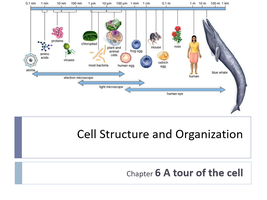 Toadstool Cell Structure General Biology Study Guide: Cell Structure & Organization | Notes