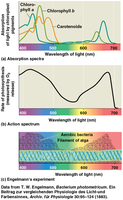 Absorption spectra of chlorophyll a, chlorophyll b, and carotenoids; action spectrum of photosynthesis; Engelmann's experiment