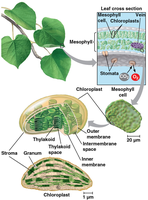 Structure of a leaf and chloroplast, showing mesophyll, stomata, thylakoids, grana, and stroma