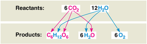 Diagram showing the fate of reactants and products in photosynthesis