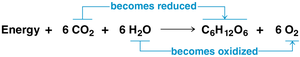 Redox changes in photosynthesis: CO2 is reduced, H2O is oxidized